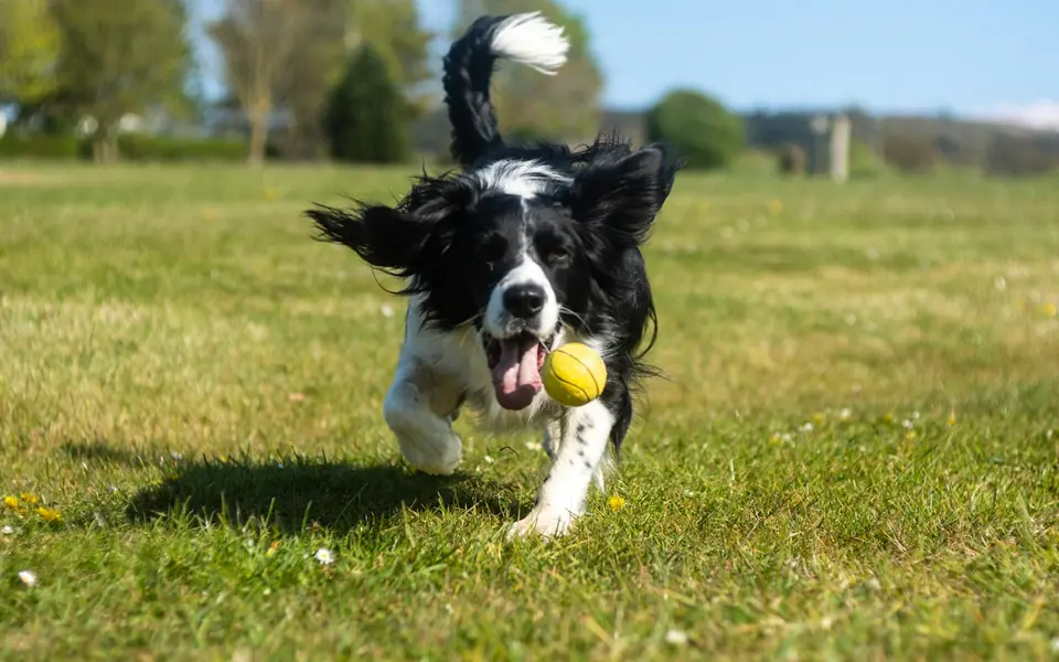 Border collie chasing a ball on a dog day care walk