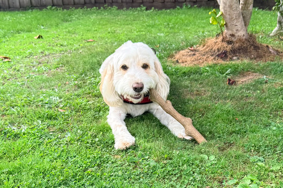 Cream doodle relaxing on the lawn with a stick