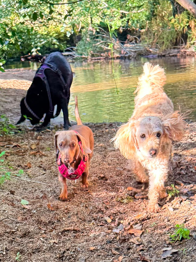 Three dogs from the pack exploring a riverside woodland walk near Plympton