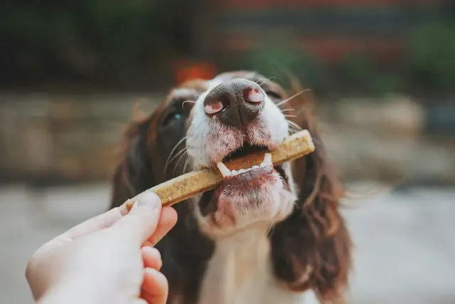 Springer spaniel taking a chew treat